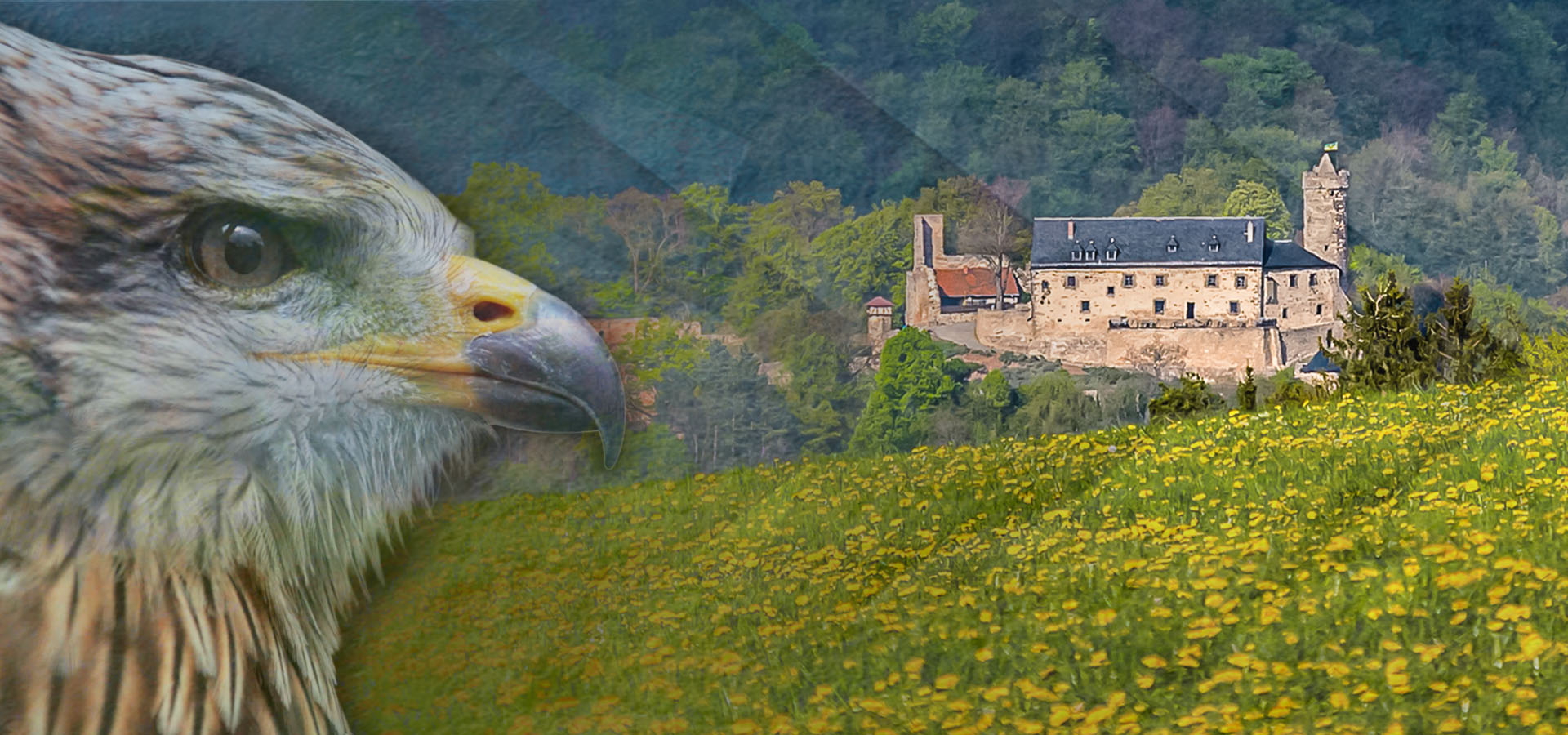 Burg greifenstein, Falknerei Burg greifenstein, Bad Blankenburg, Aktivurlaub waldpension Rothenstein